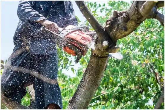 tree services Trainer